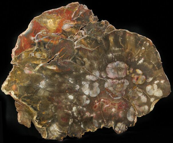 Rhexoxylon Petrified Wood From Zimbabwe - #41890